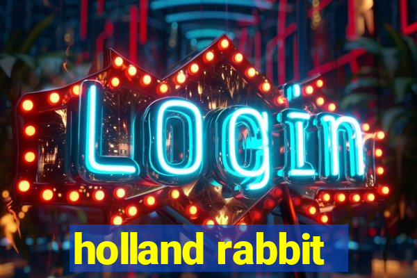 holland rabbit