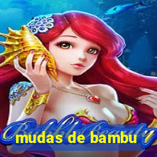 mudas de bambu