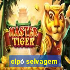 cipó selvagem