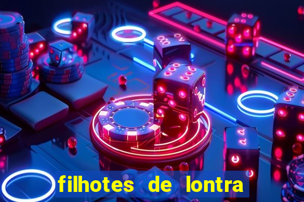 filhotes de lontra para vender