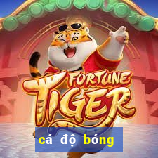 cá độ bóng đá online