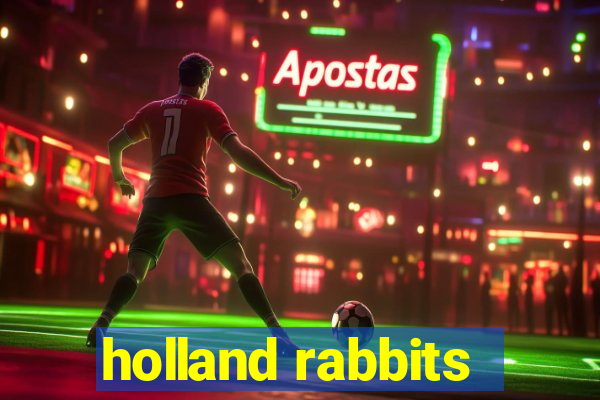 holland rabbits