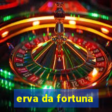 erva da fortuna