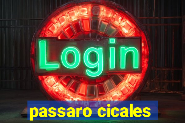 passaro cicales